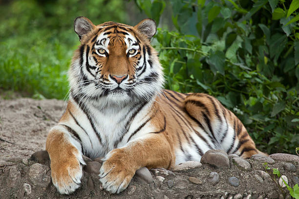 Tiger example